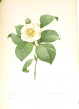 Redouté fruits and flowers 19/24